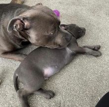 Pitbull Puppies For Adoption Image eClassifieds4U