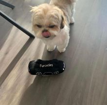 Shih Tzu Puppies For Adoption Image eClassifieds4U