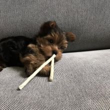 Yorkie Puppies For Adoption Image eClassifieds4U