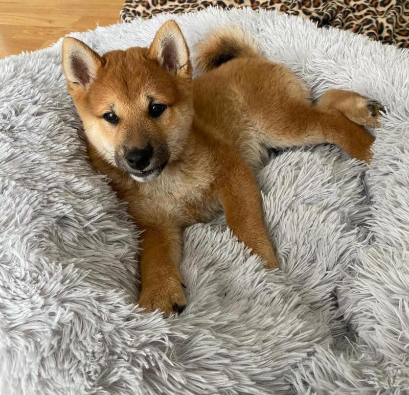 Shiba Inu Puppies For Adoption Image eClassifieds4u