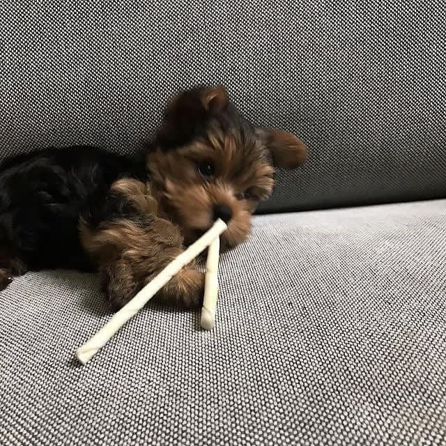 Yorkie Puppies For Adoption Image eClassifieds4u