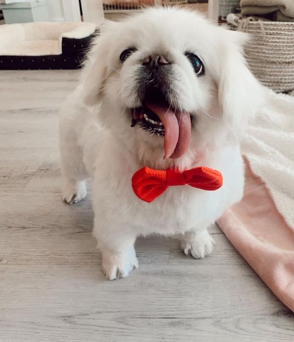 💖Male and female pekingese Puppies 💖 Image eClassifieds4u