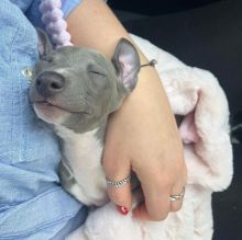 Australian Greyhound puppies-READY FOR NEW HOMES