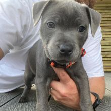 Adorable Pitbull Puppies For Adoption