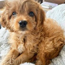 Cavapoo Puppies For Adoption