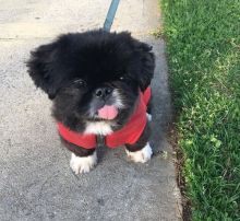 Cute male and female pekingese Puppies Available