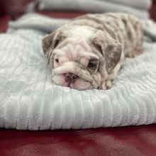 English Bulldog Puppies For Adoption