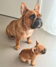 Fantastic French Bull Puppies For Adoption