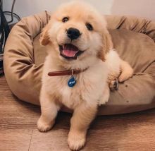 Golden Retriever Puppies For Adoption