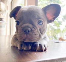 Great little french bulldog puppies