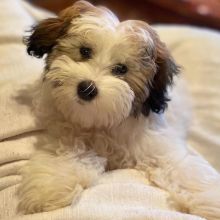 Maltese Puppies For Adoption