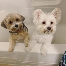 Male And Female Morkie Puppies For Adoption