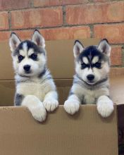 Male and female snow pomsky Morganfrancis054@gmail.com