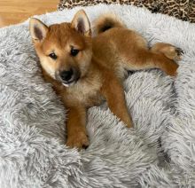 Shiba Inu Puppies For Adoption