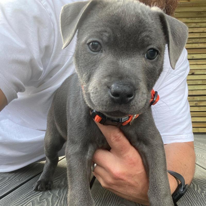 Adorable Pitbull Puppies For Adoption Image eClassifieds4u