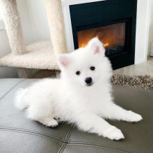 Charming and beautiful American Eskimo for adoption {Morganfrancis054@gmail.com} Image eClassifieds4u