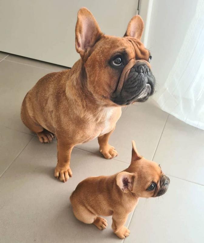 Fantastic French Bull Puppies For Adoption Image eClassifieds4u