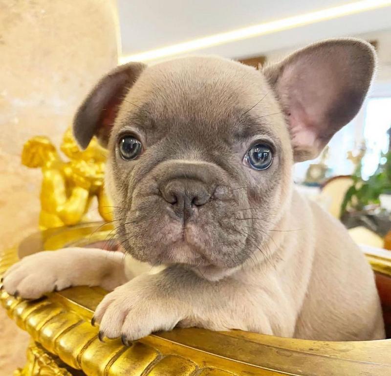 Great little french bulldog puppies Image eClassifieds4u