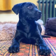 Labrador Retriever Puppies For Adoption Image eClassifieds4U