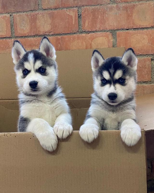 Male and female snow pomsky Morganfrancis054@gmail.com Image eClassifieds4u