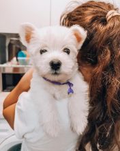 Male and female Westie Puppies available Image eClassifieds4u