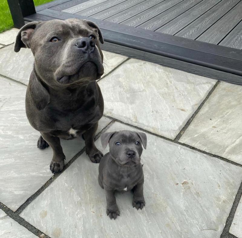 Pitbull Puppies For Adoption Image eClassifieds4u