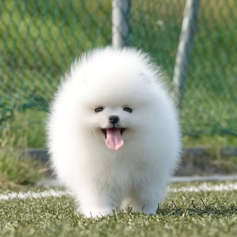 POTTY TRAINED C.K.C POMERANIAN PUPPIES AVAILABLE Image eClassifieds4u