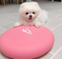 Amazing Pomeranian Puppies For Adoption