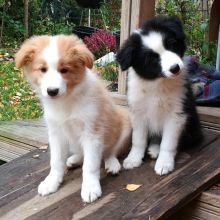 Border Collie Poppies For Adoption