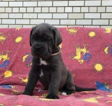 Cane Corso Puppies For Adoption