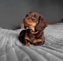 Cute Dachshund Puppies For Adoption