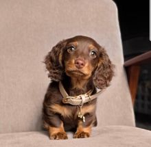 Dachshund Puppies For Adoption