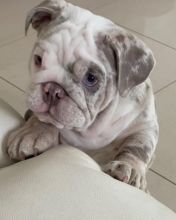English Bulldog Puppies For Adoption