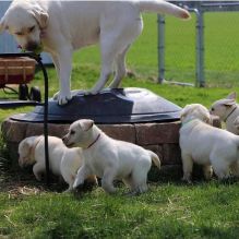 Golden Retriever Puppies for Golden Retriever lovers