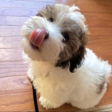 Havanese Puppies For Adoption