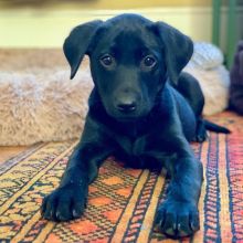 Labrador Retriever Puppies For Adoption