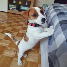 Male And Female Jack Russell Puppies For Adoption