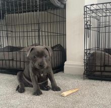 Pitbull Puppies For Adoption