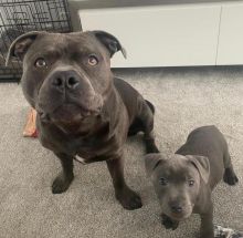 Pitbull Puppies For Adoption