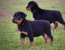 Purebred Rottweiler Puppies for adoption