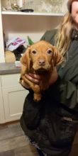 Vizsla puppies for Vizsla lovers local puppies