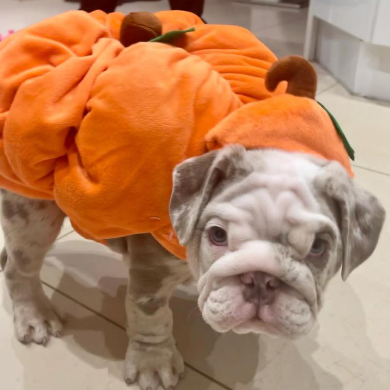 English Bulldog Puppies For Adoption Image eClassifieds4u