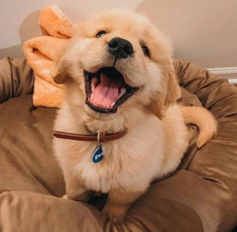 Golden Retriever Puppies For Adoption Image eClassifieds4u