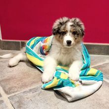 Australian Shepherd Puppies For Adoption Image eClassifieds4U