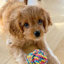 Cavapoo Puppies For Adoption Image eClassifieds4U