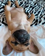 French Bull Puppies For Adoption Image eClassifieds4U