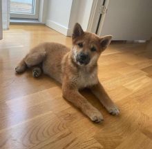 Shiba Inu Puppies For Adoption Image eClassifieds4U