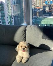 Shih Tzu Puppies For Adoption Image eClassifieds4U