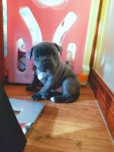 Staffordshire Bull Terrier puppies available for Staffordshire lovers Image eClassifieds4U