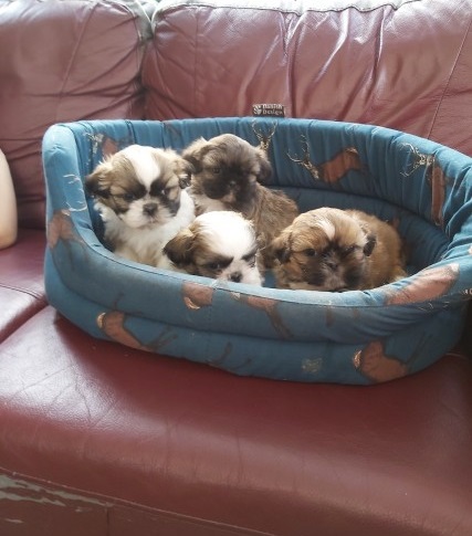 Shih Tzu Puppies local puppies Image eClassifieds4u